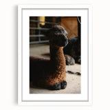 Rustic Farmhouse Wall Art: Adorable Alpaca in Barn Setting