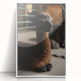 Rustic Farmhouse Wall Art: Adorable Alpaca in Barn Setting