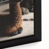 Rustic Farmhouse Wall Art: Adorable Alpaca in Barn Setting