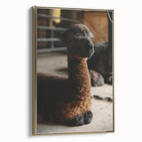 Rustic Farmhouse Wall Art: Adorable Alpaca in Barn Setting