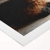 Rustic Farmhouse Wall Art: Adorable Alpaca in Barn Setting