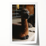 Rustic Farmhouse Wall Art: Adorable Alpaca in Barn Setting