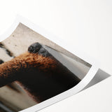 Rustic Farmhouse Wall Art: Adorable Alpaca in Barn Setting