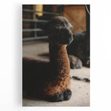 Rustic Farmhouse Wall Art: Adorable Alpaca in Barn Setting