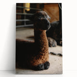 Rustic Farmhouse Wall Art: Adorable Alpaca in Barn Setting