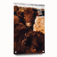 Rustic Farm Animal Wall Art - Close-Up Brown Calf for Farmhouse Decor