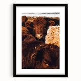 Rustic Farm Animal Wall Art - Close-Up Brown Calf for Farmhouse Decor