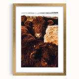 Rustic Farm Animal Wall Art - Close-Up Brown Calf for Farmhouse Decor