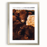 Rustic Farm Animal Wall Art - Close-Up Brown Calf for Farmhouse Decor