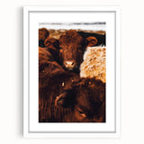 Rustic Farm Animal Wall Art - Close-Up Brown Calf for Farmhouse Decor