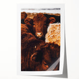 Rustic Farm Animal Wall Art - Close-Up Brown Calf for Farmhouse Decor