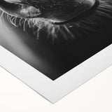 Black and White Horse Close-Up Wall Art – Rustic Farmhouse Decor