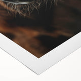 Close-Up Horse Muzzle: Rustic Farmhouse Art Print