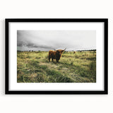 Rustic Highland Cow Wall Art – Scottish Highland Cattle in a Stormy Field