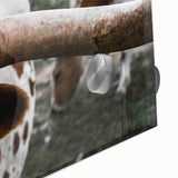 Rustic Longhorn Wall Art – Close-Up of Texas Longhorn Cattle in Field