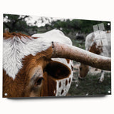 Rustic Longhorn Wall Art – Close-Up of Texas Longhorn Cattle in Field