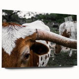 Rustic Longhorn Wall Art – Close-Up of Texas Longhorn Cattle in Field