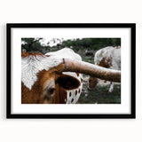 Rustic Longhorn Wall Art – Close-Up of Texas Longhorn Cattle in Field