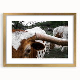 Rustic Longhorn Wall Art – Close-Up of Texas Longhorn Cattle in Field