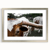 Rustic Longhorn Wall Art – Close-Up of Texas Longhorn Cattle in Field