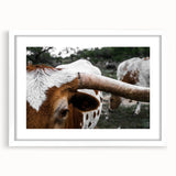 Rustic Longhorn Wall Art – Close-Up of Texas Longhorn Cattle in Field