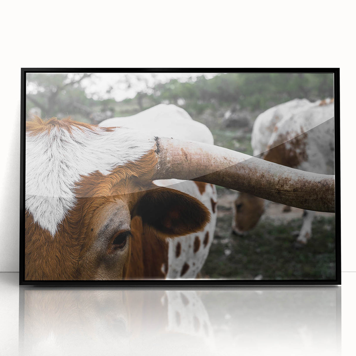 Rustic Longhorn Wall Art – Close-Up of Texas Longhorn Cattle in Field