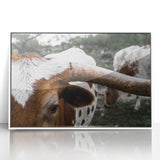 Rustic Longhorn Wall Art – Close-Up of Texas Longhorn Cattle in Field