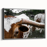 Rustic Longhorn Wall Art – Close-Up of Texas Longhorn Cattle in Field