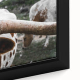 Rustic Longhorn Wall Art – Close-Up of Texas Longhorn Cattle in Field