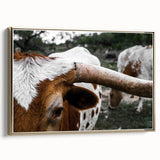 Rustic Longhorn Wall Art – Close-Up of Texas Longhorn Cattle in Field