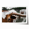 Rustic Longhorn Wall Art – Close-Up of Texas Longhorn Cattle in Field