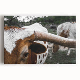 Rustic Longhorn Wall Art – Close-Up of Texas Longhorn Cattle in Field