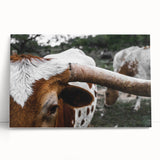 Rustic Longhorn Wall Art – Close-Up of Texas Longhorn Cattle in Field