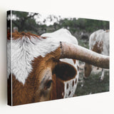 Rustic Longhorn Wall Art – Close-Up of Texas Longhorn Cattle in Field