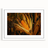 Rustic Corn Harvest Wall Art – Golden Corn on the Cob in Field Close-Up