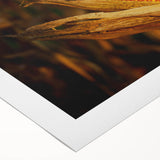 Rustic Corn Harvest Wall Art – Golden Corn on the Cob in Field Close-Up