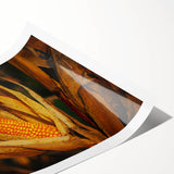 Rustic Corn Harvest Wall Art – Golden Corn on the Cob in Field Close-Up