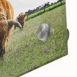 Highland Cattle in Field Rustic Wall Art – Farmhouse Landscape Decor Print
