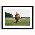 Highland Cattle in Field Rustic Wall Art – Farmhouse Landscape Decor Print
