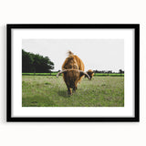 Highland Cattle in Field Rustic Wall Art – Farmhouse Landscape Decor Print