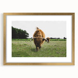 Highland Cattle in Field Rustic Wall Art – Farmhouse Landscape Decor Print