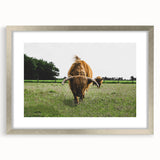 Highland Cattle in Field Rustic Wall Art – Farmhouse Landscape Decor Print