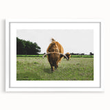 Highland Cattle in Field Rustic Wall Art – Farmhouse Landscape Decor Print