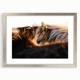 Rustic Wall Art - Close-Up of Horses with Warm Natural Lighting