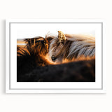 Rustic Wall Art - Close-Up of Horses with Warm Natural Lighting