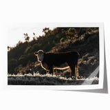 Lone Cow at Dusk Wall Art | Rustic Farmhouse Animal Decor | Nature Print