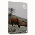 Rustic Wall Art of Highland Cow in Scenic Landscape | Farmhouse Decor