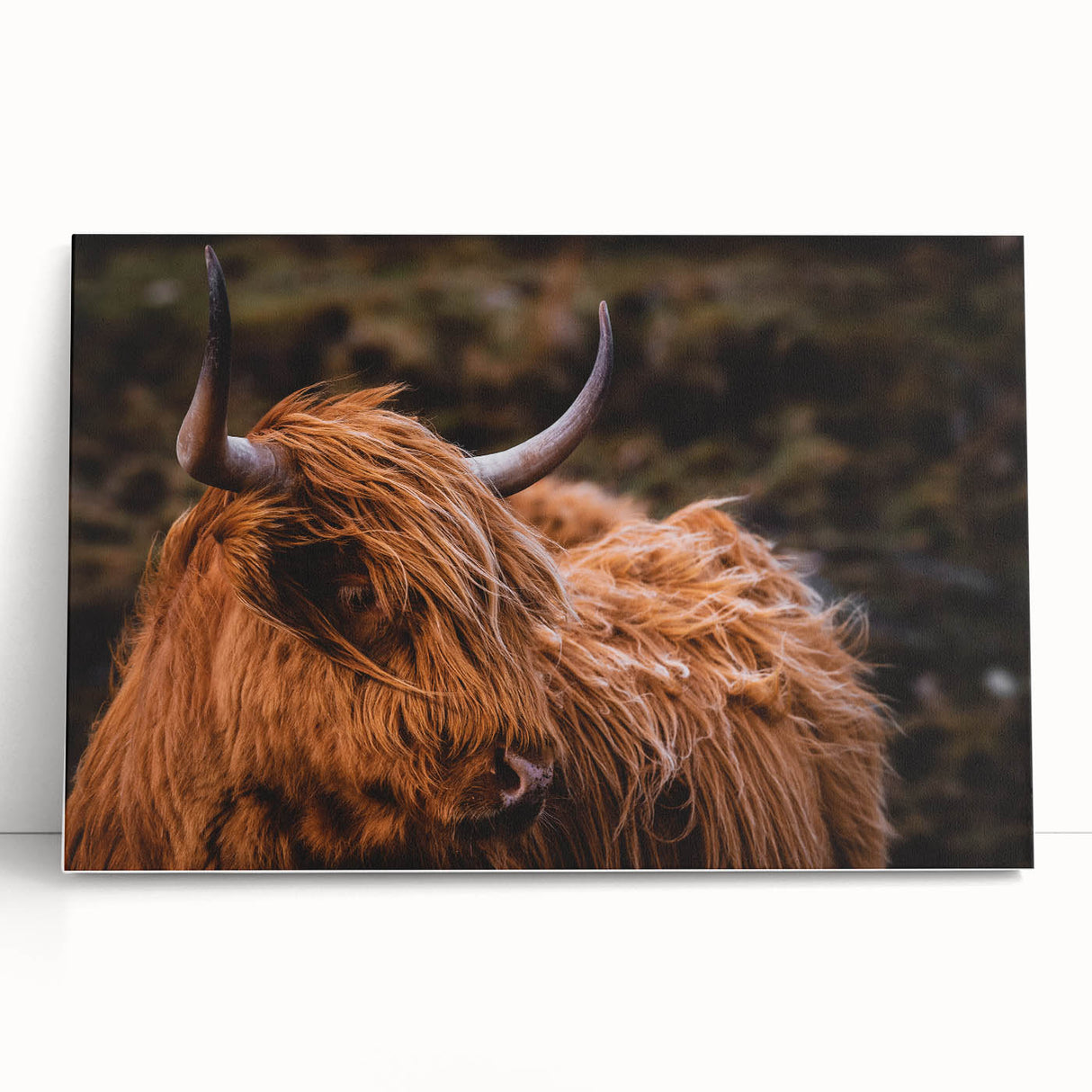 Highland Cow Rustic Wall Art - Farmhouse Decor for Cozy Countryside Homes