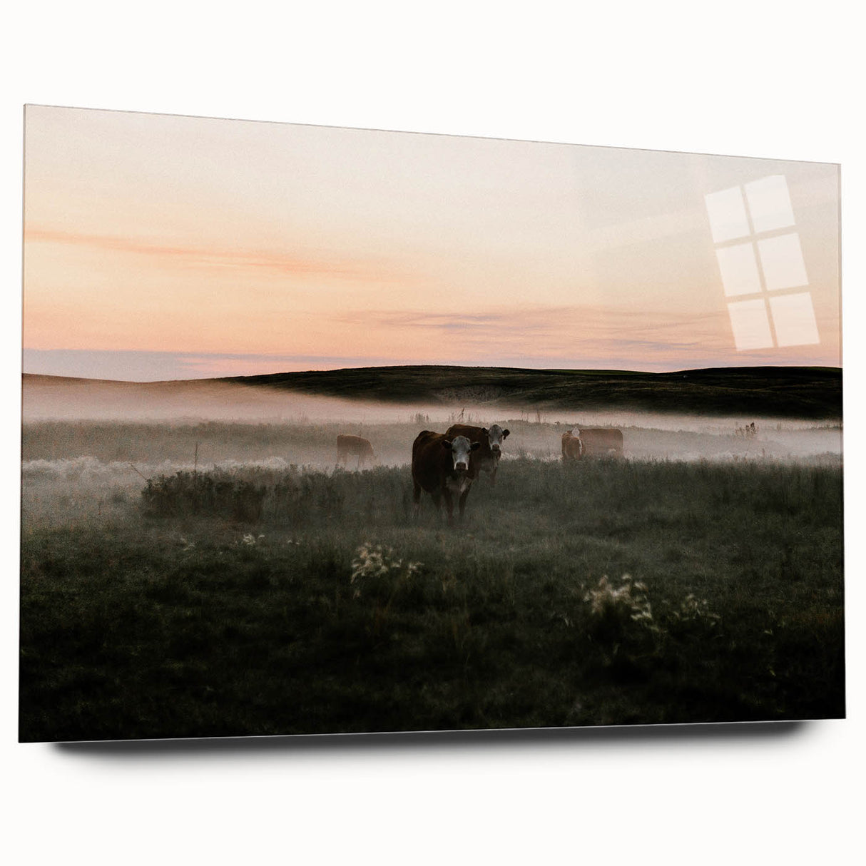 Misty Cattle at Dawn Rustic Wall Art - Farmhouse Country Decor