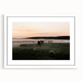Misty Cattle at Dawn Rustic Wall Art - Farmhouse Country Decor